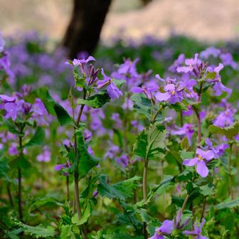 ハナダイコン🌸🌸🌸