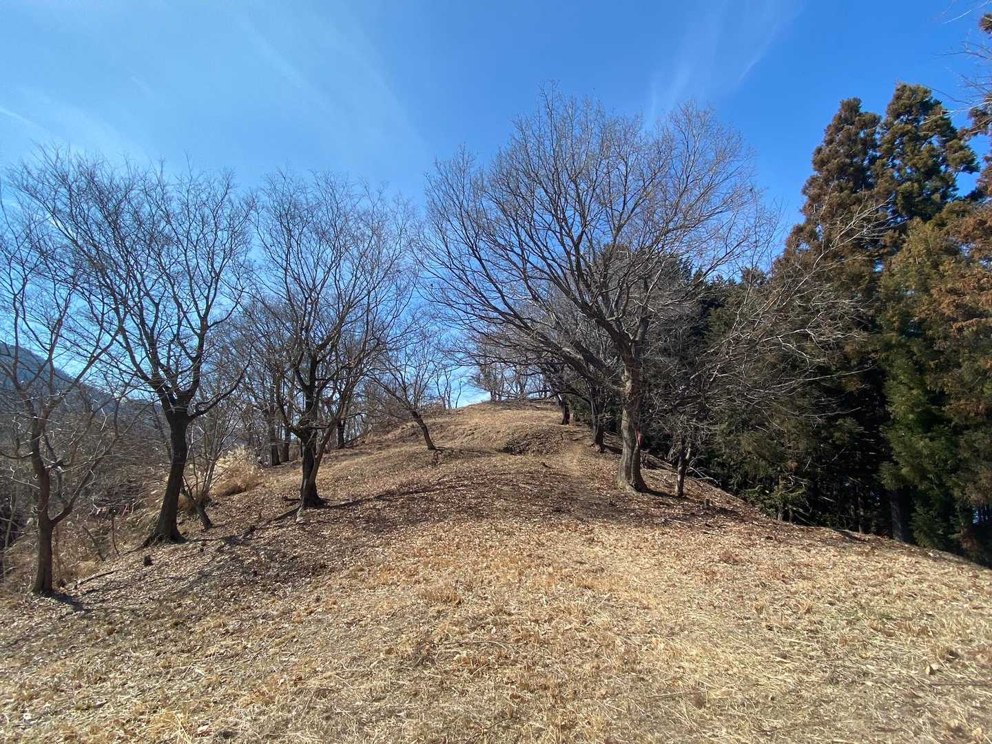 桜峠のサクラの木、花咲く頃に見てみたい。