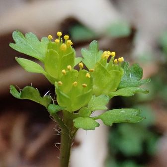 またまたトウノウネコノメ撮影会😅