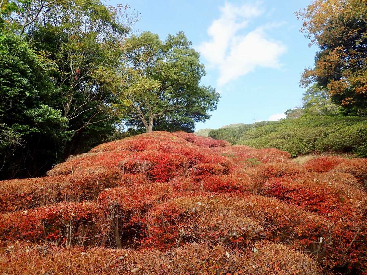 綺麗な紅葉