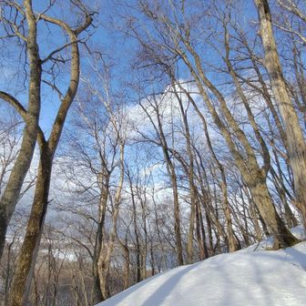 思いのほか急登
プラス気温で湿った雪を漕ぐの難儀
足が重たーい😿