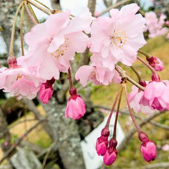 髪飾りみたい🌸可愛い💕