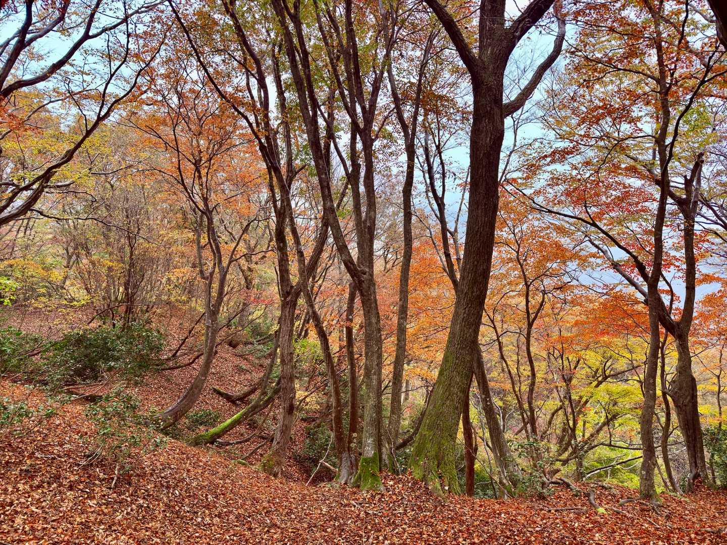紅葉とカーペットのハーモニーが素晴らしい