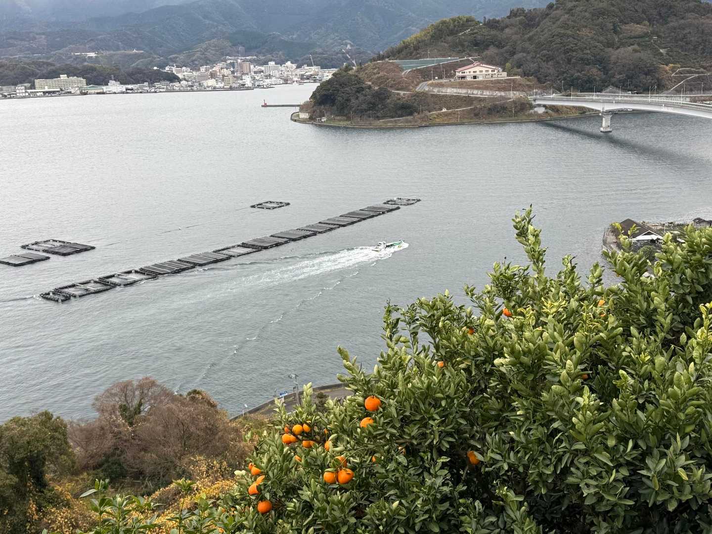みかん🍊と九島大橋