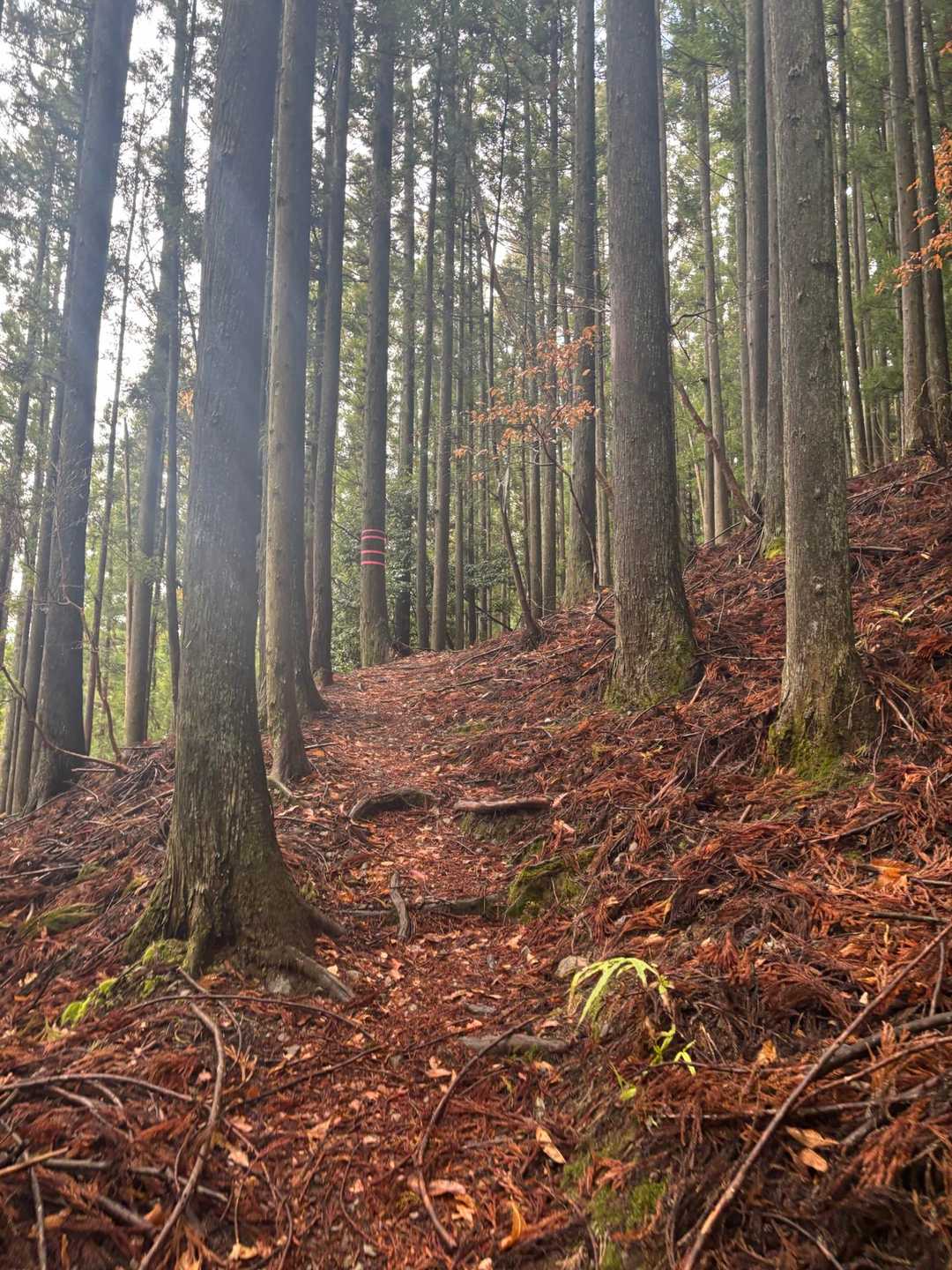 杉の植林が美しい登山道を登って行きます