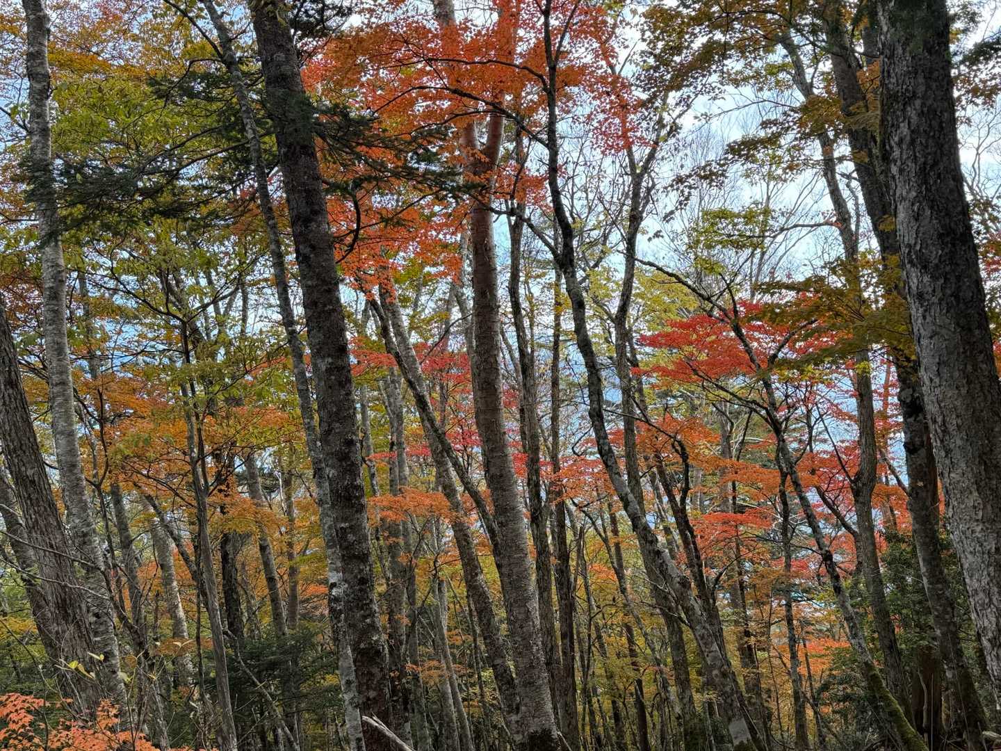 眺望がない分紅葉がきれいです🍁
