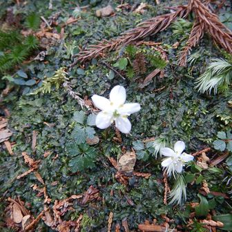 御廟の先にも群落がありました