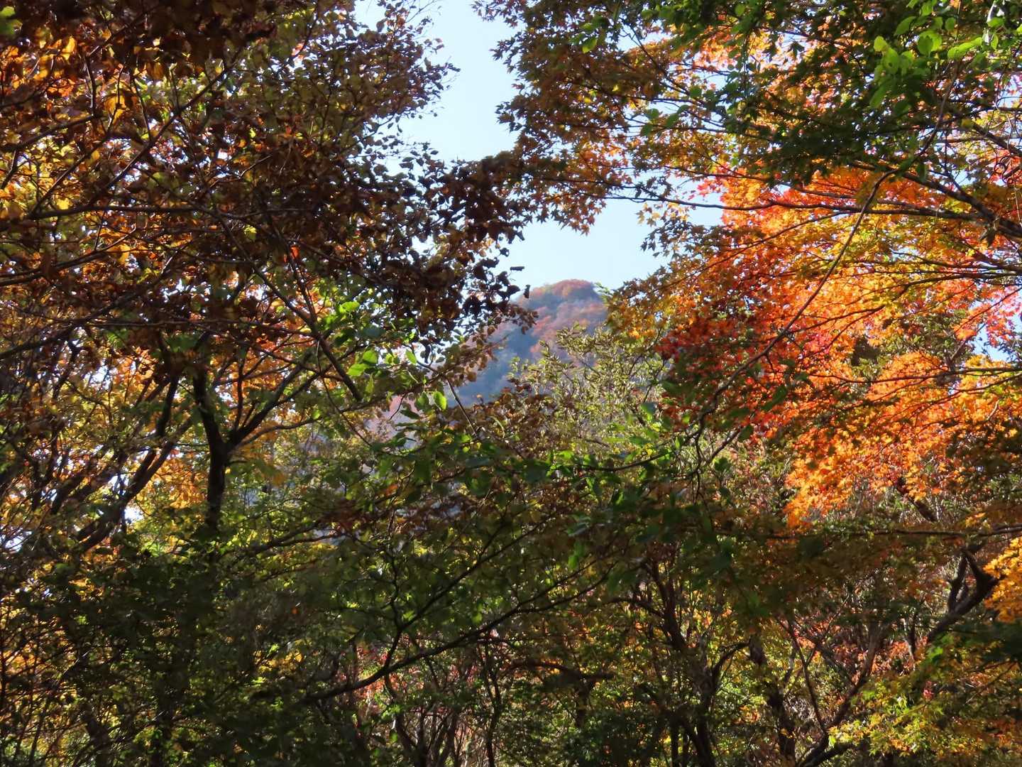登山道沿いの綺麗な紅葉
金時山に段々近づいているのが分かりました。