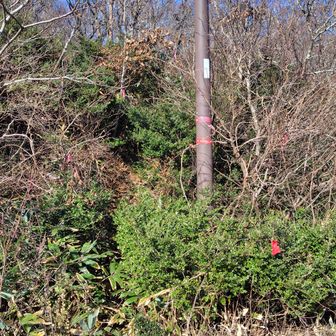 と思ったらそこに掛頭山の山頂への入り口が。