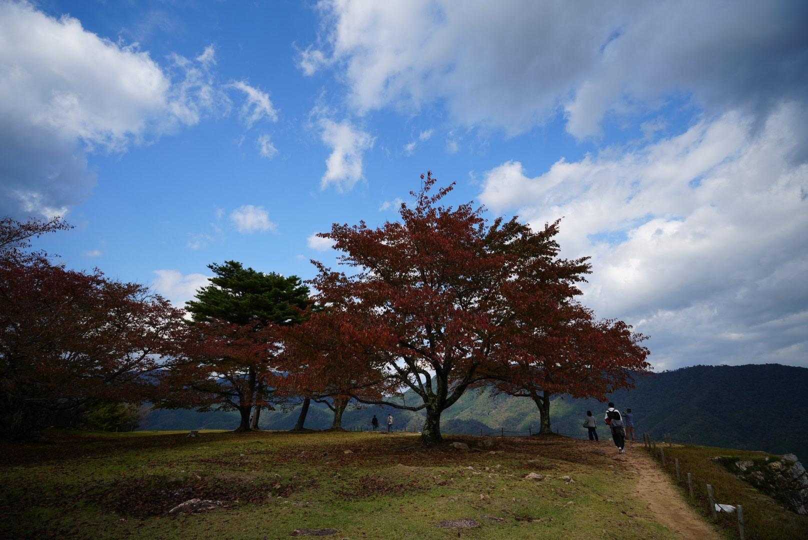 ところどころ紅葉してます。
ﾃｸﾃｸ((´∀`)~♪