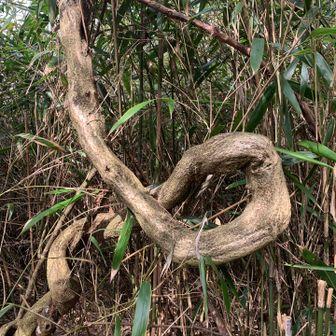 どうするとこうなるの？