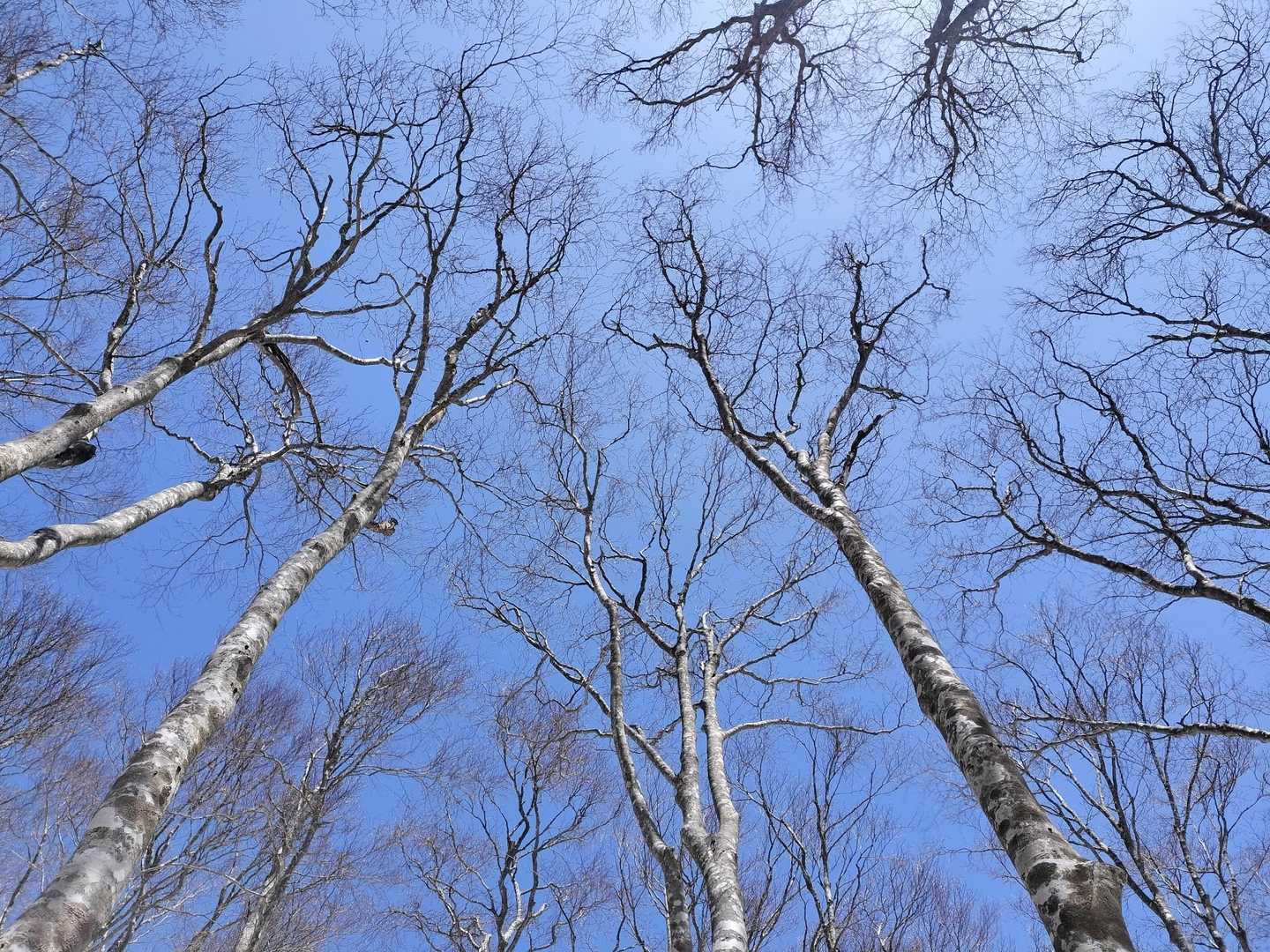 いつまでも山頂に居られないので下山開始❗️ブナも開葉準備で芽鱗を散らかしてるんだとか〜😳