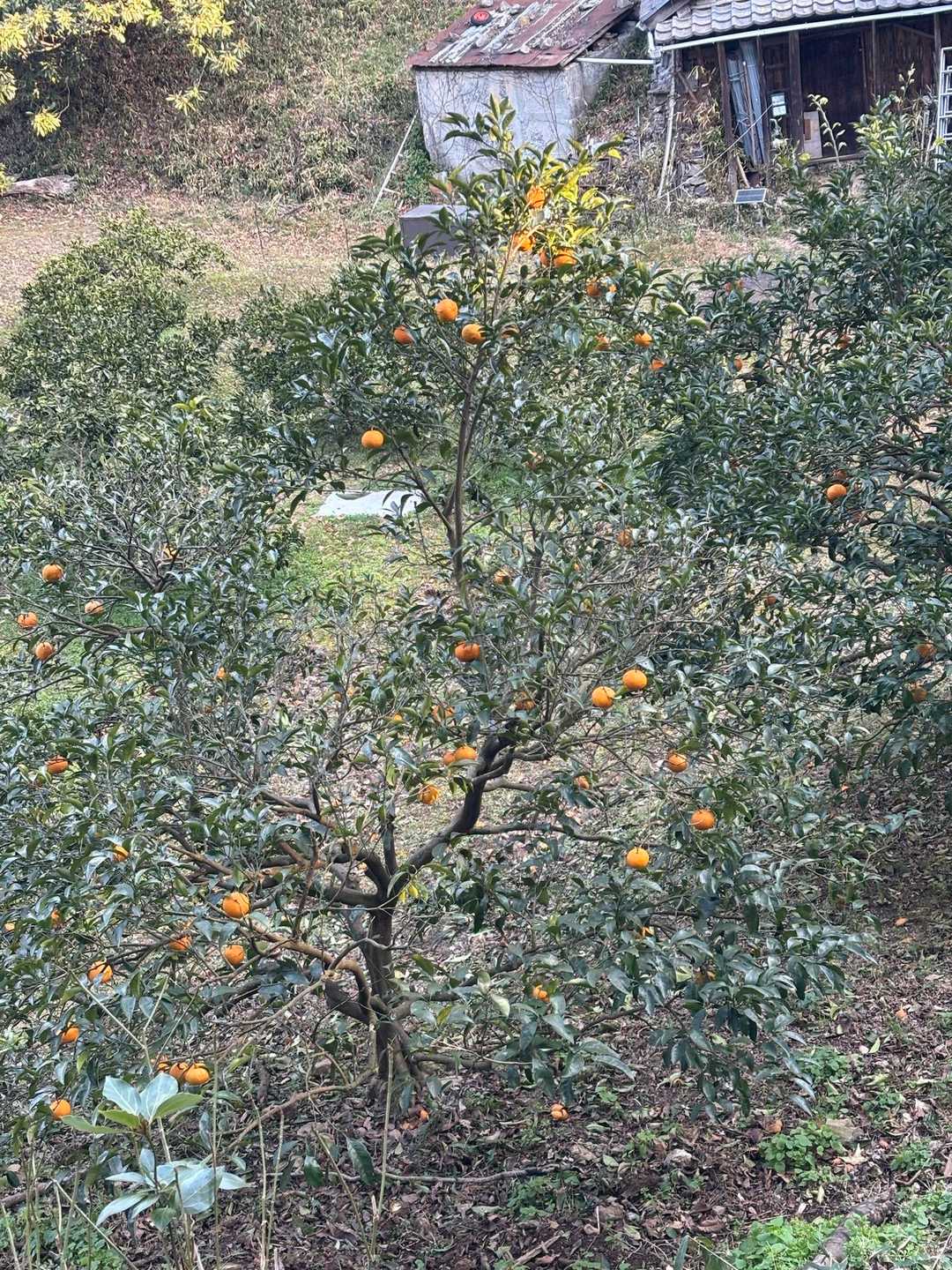みかん🍊の木を通り過ぎ、