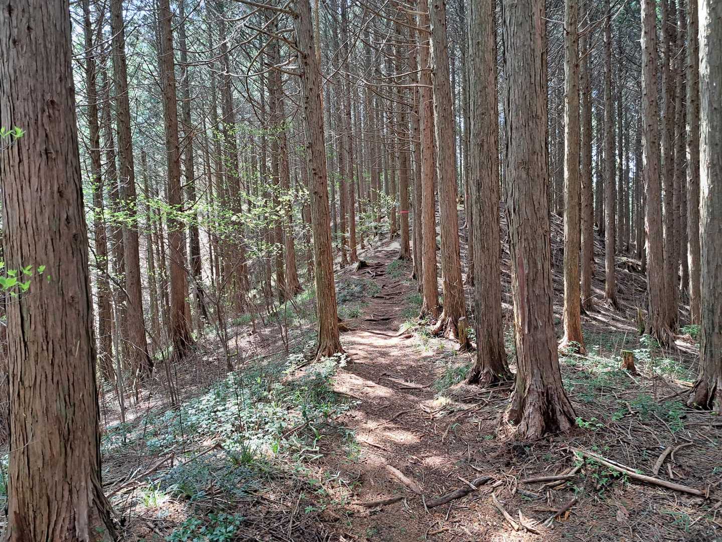 切越峠-二ッ森山 周回コースの写真