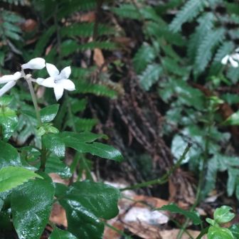 サツマイモみたいな名前だよ❀