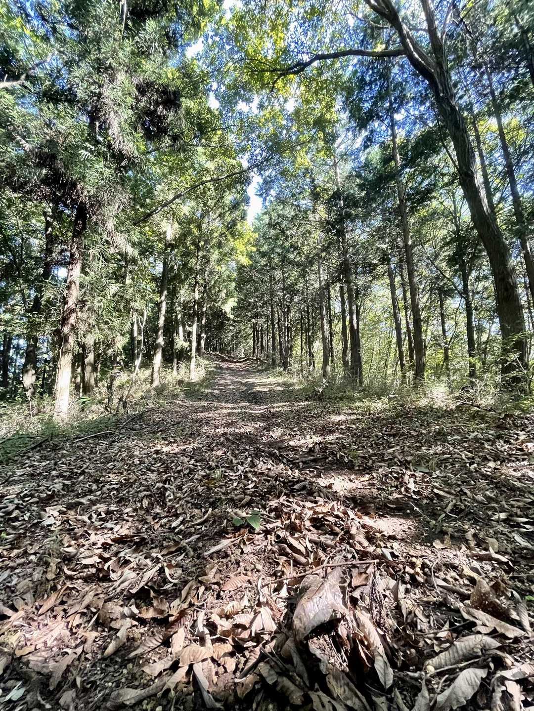 よく整備されていて歩きやすい登山道(ง•ω•)ว♪