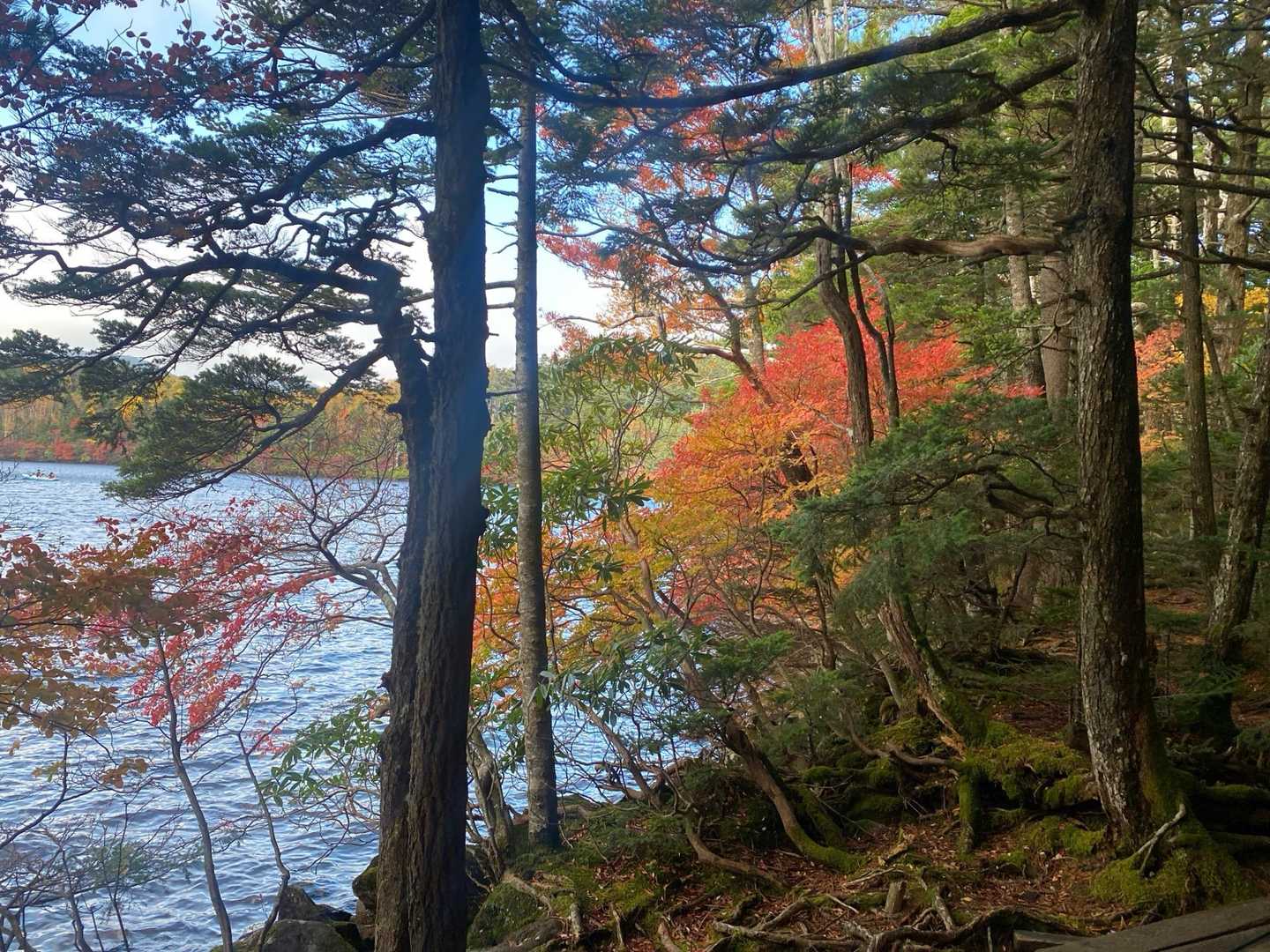 ニュウ・中山周回 | 幽玄な原生林と神秘の池から小さな岩峰を越え、天狗岳の絶景への写真
