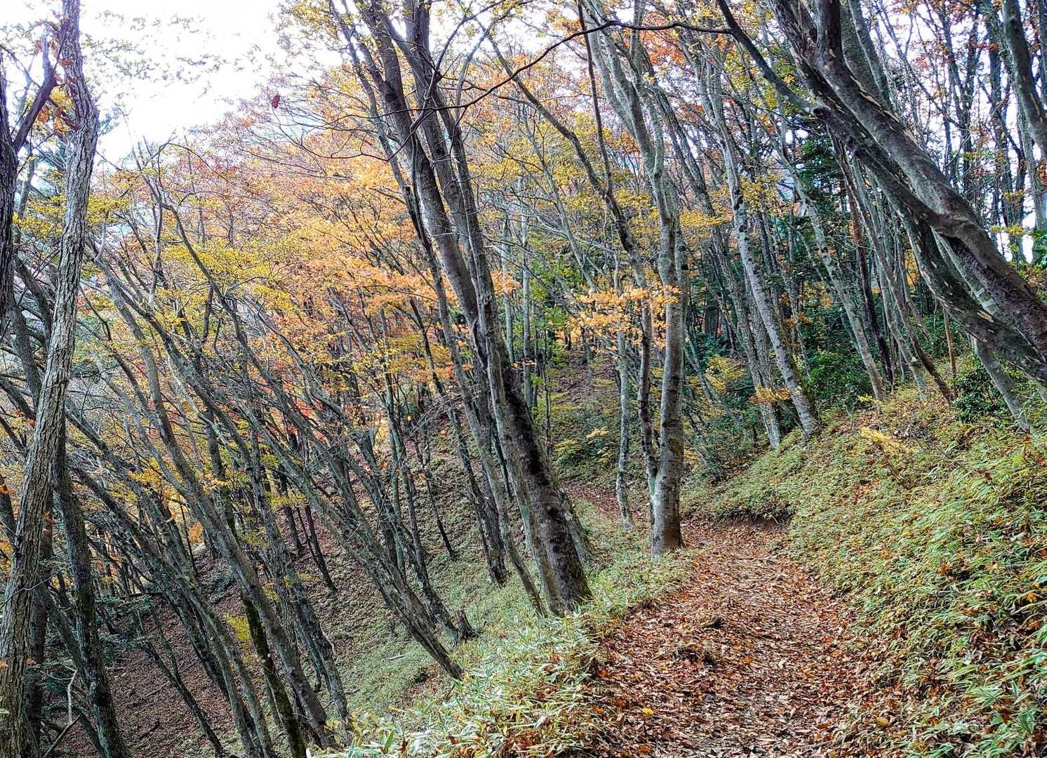 この辺り静かで雰囲気の良い🍂落ち葉の道が続きます🤗