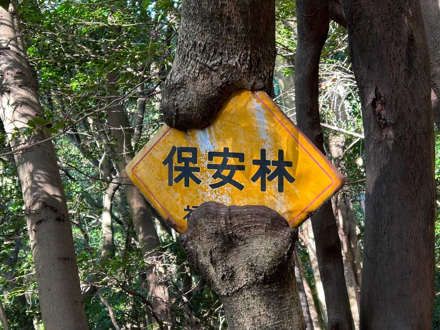 こんなことに😅