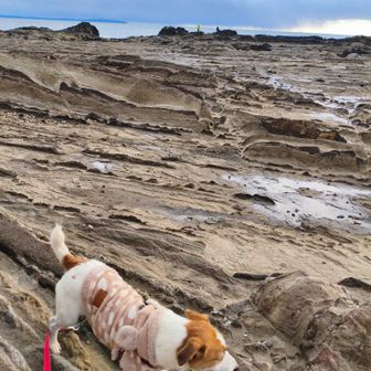 こんな場所でも犬は水溜りに落ちたり苦戦しております。
遠くに釣り人が2人👥🎣