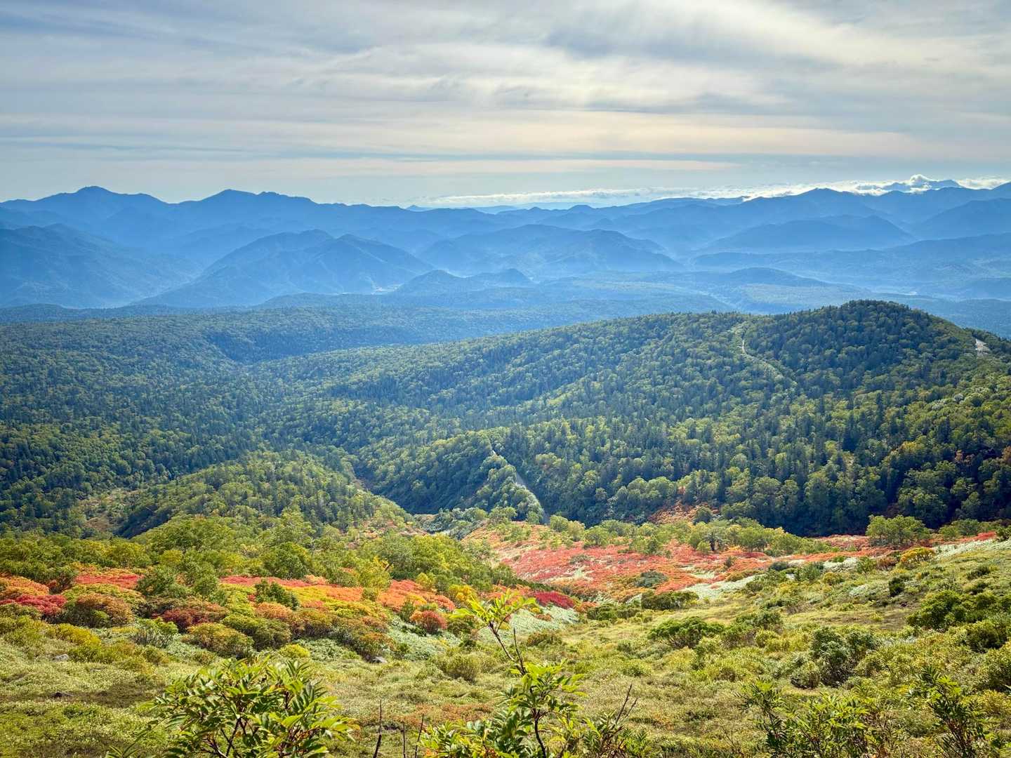 針葉樹の深い緑と紅葉のコントラスト🍁正面はニセイカウシュッペの連峰