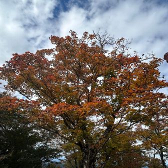 紅葉🍁が始まってます