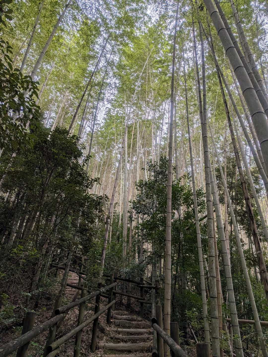 上桂駅-松尾山-嵐山 縦走コースの写真
