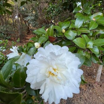 純粋無垢な🤍まるで私のような…😄笑笑