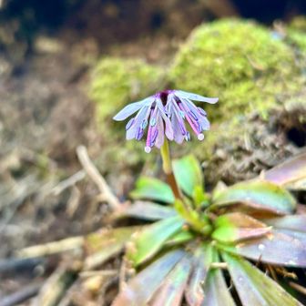 ショウジョウバカマ