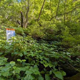 左岸の取り付き、3箇所ほど踏み跡あるけど、どこも同じ。茂みはすぐ抜けれる。
足元緩い斜面少し登ると、