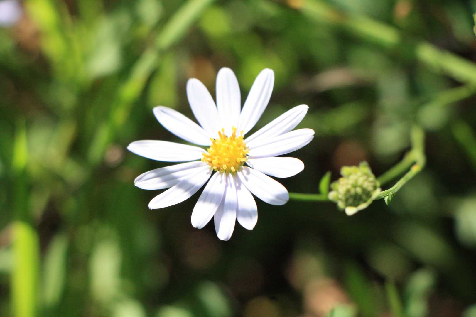 野菊