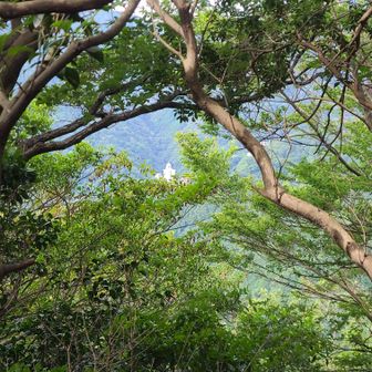 湯の山温泉をちょっと見えるけど、枝と葉っぱがありすぎて、余り見えない