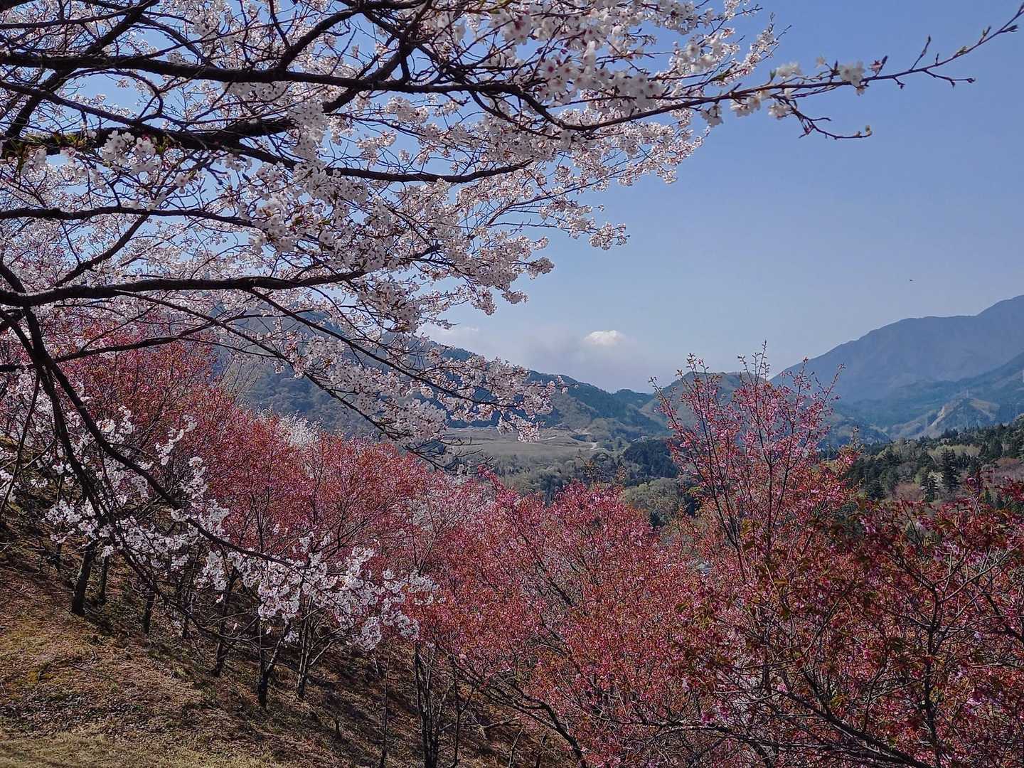 上真木バス停-大神社-お伊勢山-花咲山登山口-花咲山-叉平 縦走コースの写真