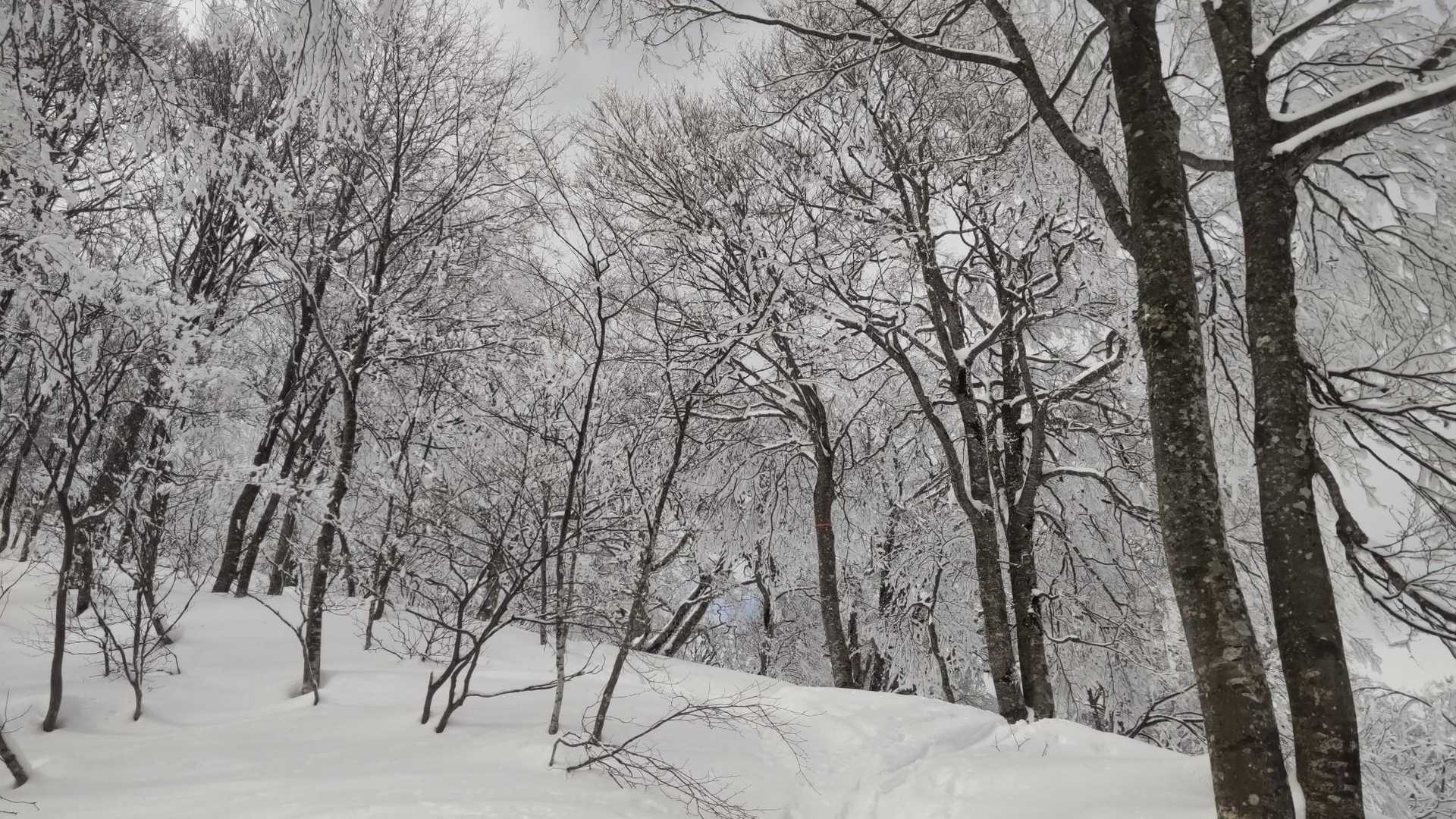 金剛堂山冬期登山口-片折岳 往復コースの写真