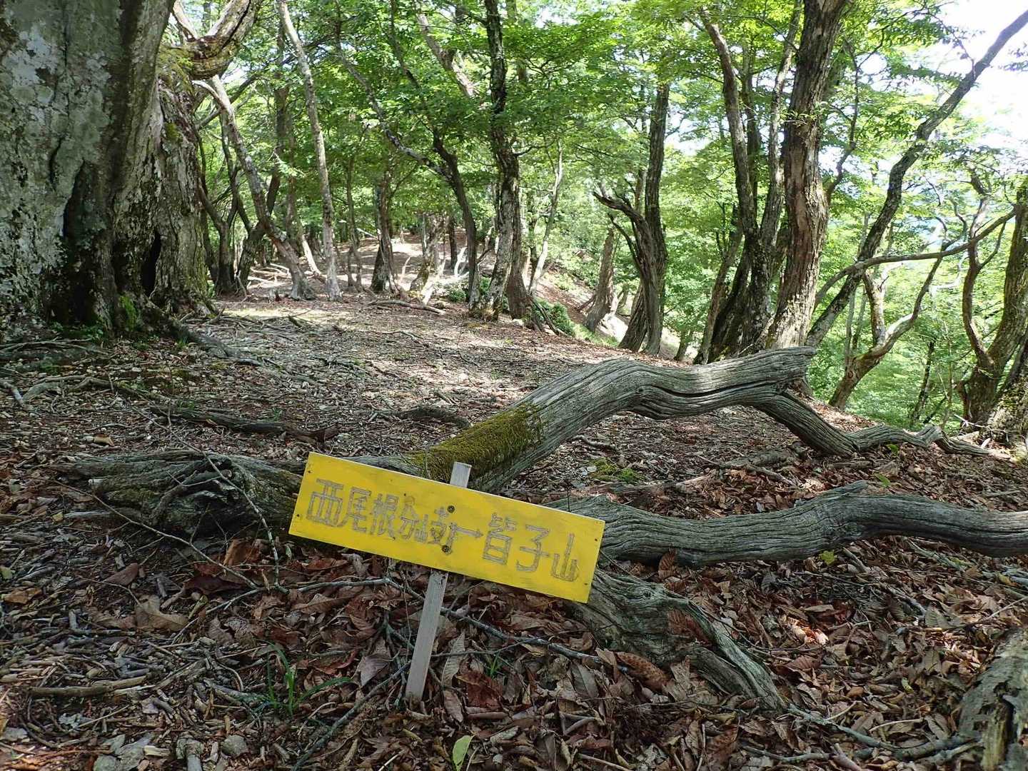 道中、唯一の標識でした😅
ずっと尾根をたどるルートではありますが、何箇所か尾根が分岐しており、ピンテも少ないので地図をこまめにチェックしないと間違いやすいかも…🤔