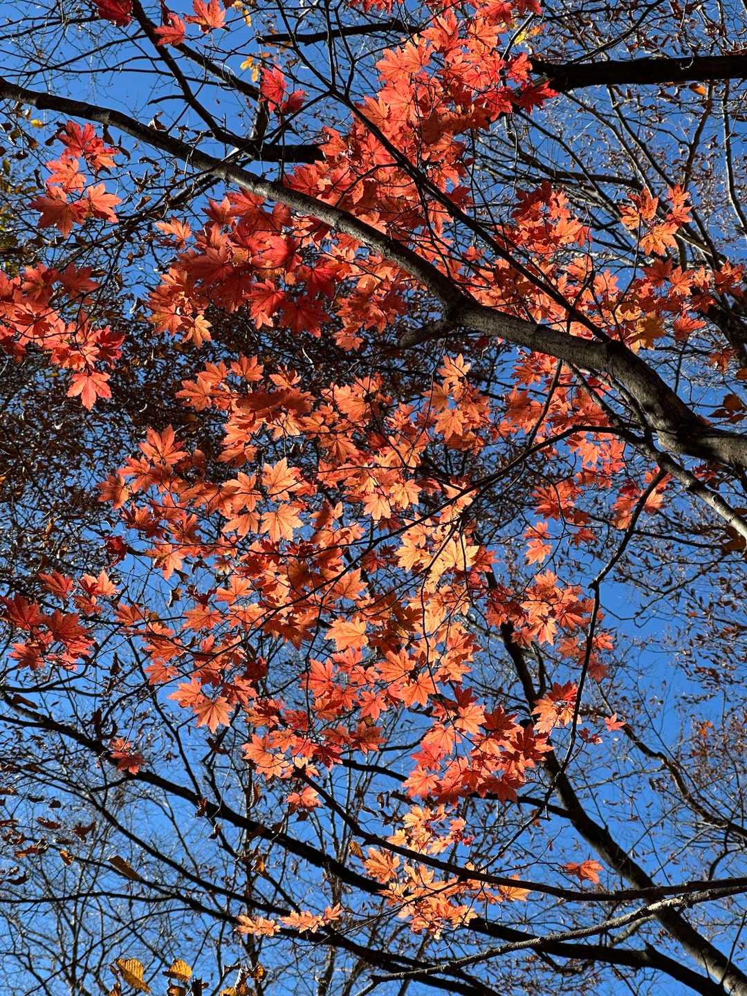 僅かな紅葉🍁に感謝🥰