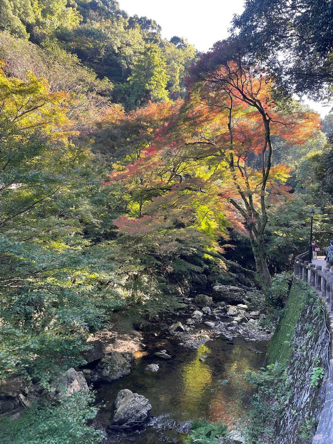 石子詰登山口-天上ヶ岳-三国峠-箕面山 往復コースの写真