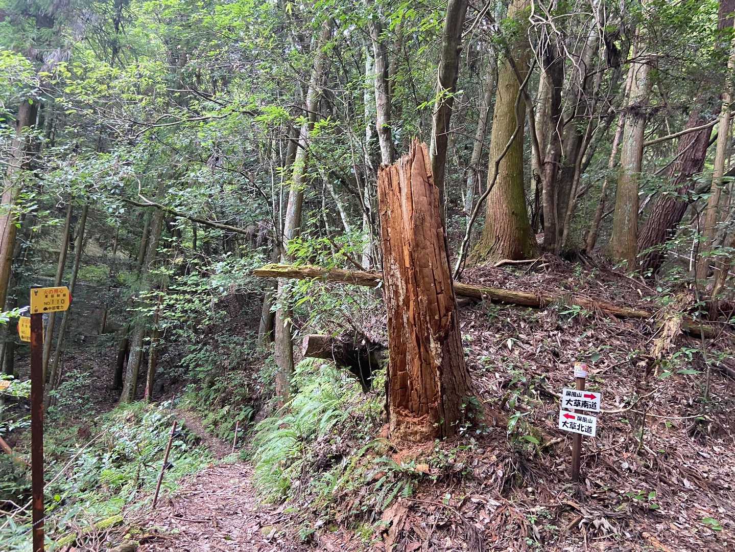 分岐に戻ってきた