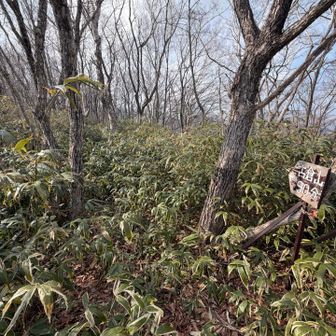 藪漕いできました