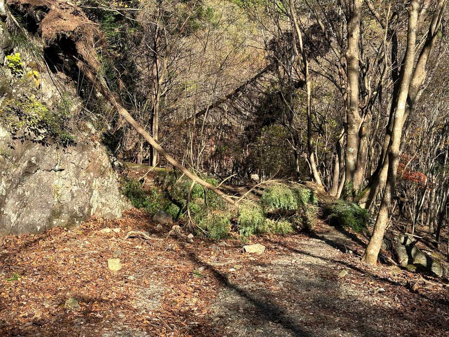 ありゃ💦倒れちゃってます🌲