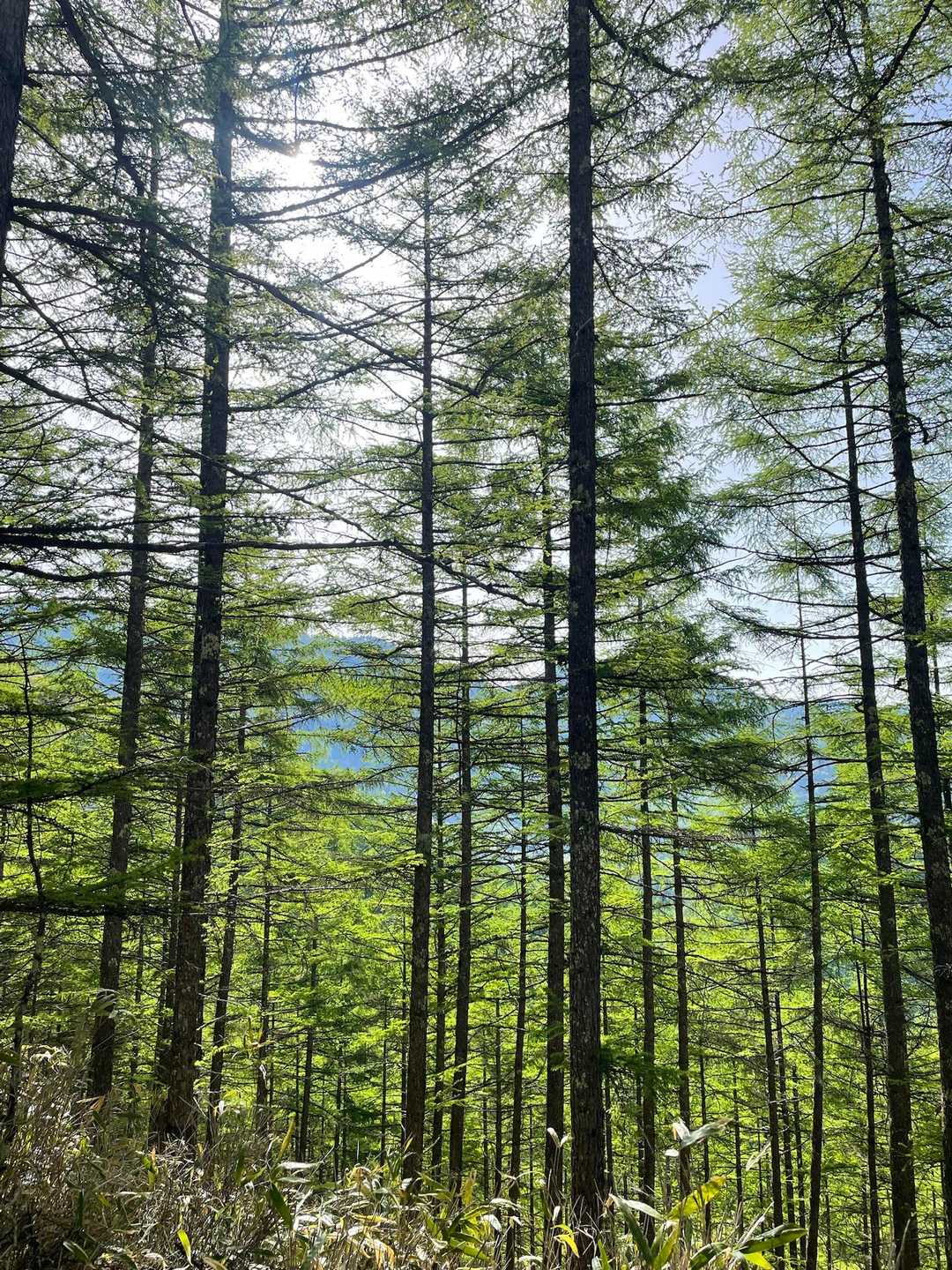 隙間から👀
雲取山の方面みたい