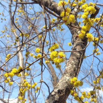 見たことがないくらい美しい🥰
ミツマタを見に行ったのだけど、こちらの方が感動。