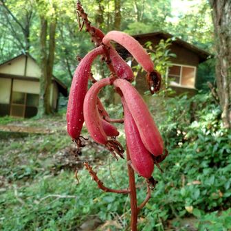 ツチアケビ、中山キャンプ場、夏休み、土曜日だったが誰もいなかった。