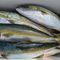 釣り下手鈍平