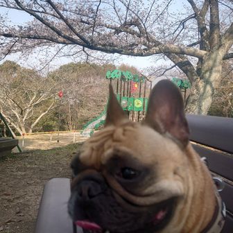 七分咲きくらいかな
来週末までもってくれるといいな