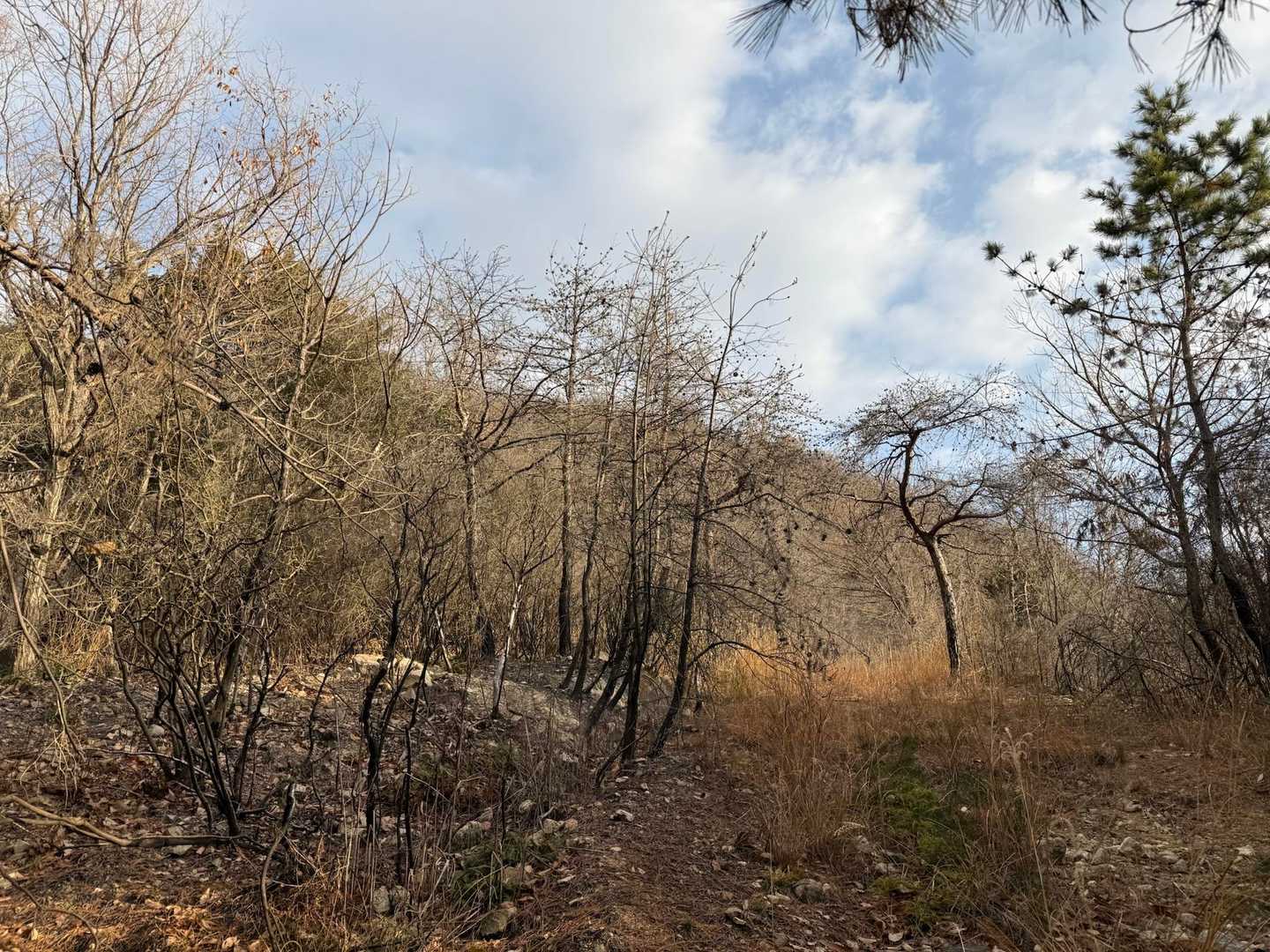 ⛰️黒鉄山は2023年3月の山火事で焼け焦げた名残がまだまだ残ってる🥺