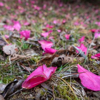 椿の花絨毯がお出迎え😍