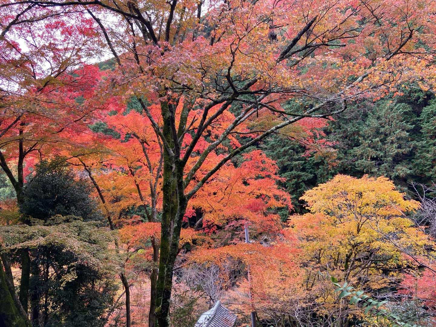 天城越え♪を口ずさんで歩きます
山が燃える〜♪