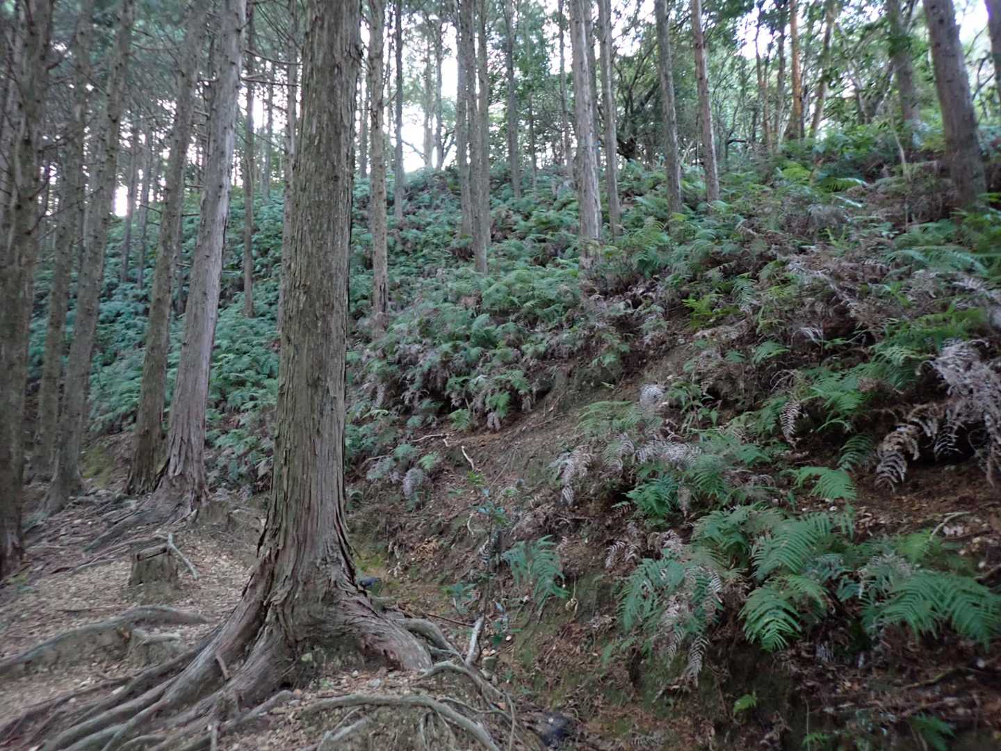 道の上は下草だらけなのに