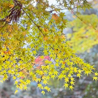 いったんアスファルトに出ます。
若いもみじ。
いいやん！